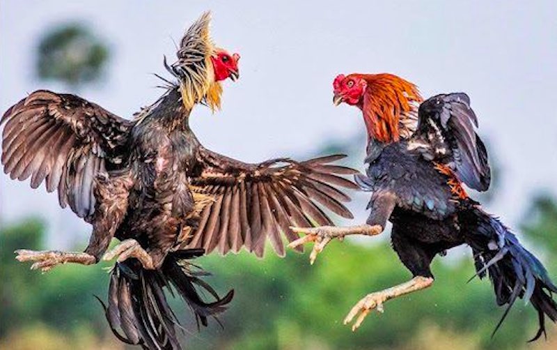 80 màu mạng đá gà - Chiến kê màu đỏ tía hành Hỏa thường ra đòn dứt khoát, tốc độ nhanh và mạnh mẽ