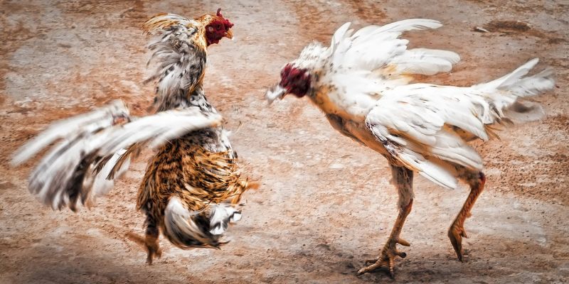 Bảng thống kê realtime trận đấu tại gà đá C5