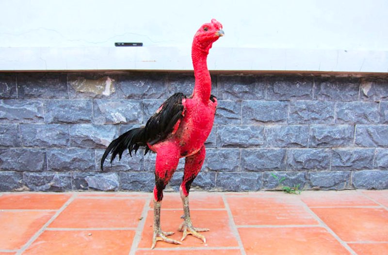 Gà chọi ăn uống khoa học giúp cơ cổ phát triển đồng đều