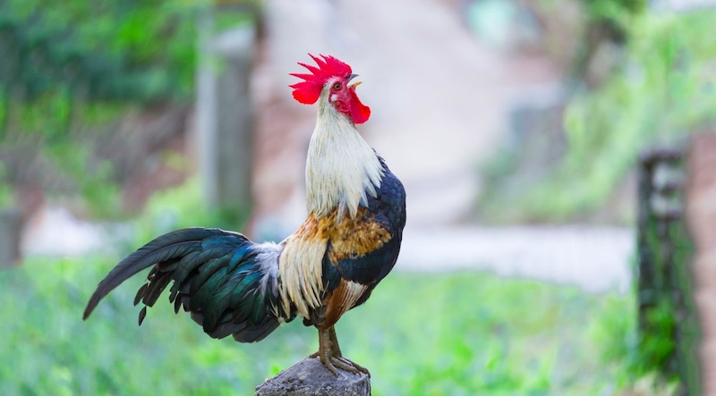 Thực đơn vô mồi chuẩn: tỷ lệ dinh dưỡng và thực phẩm gợi ý - Cách vô mồi cho gà đá