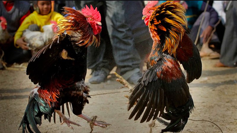 Gà tre đá với dáng đứng thẳng, bộ lông mượt và cặp chân chắc khỏe