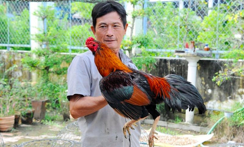 Góc nhìn chi tiết phần chân và cơ đùi — tiêu chí chọn gà đá miền Tây khỏe