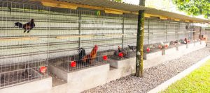 Mô hình nuôi gà đá theo từng giai đoạn phát triển