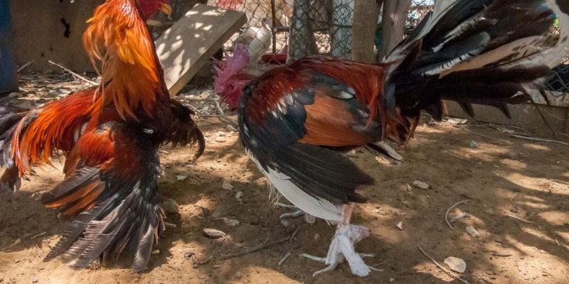 Thuốc nuôi gà đá của Mỹ chính hãng