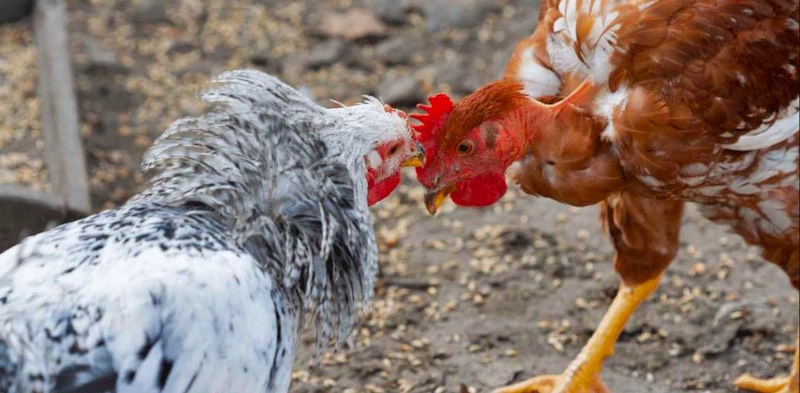 Quy định của pháp luật về hành vi xem đá gà có bị phạt không?