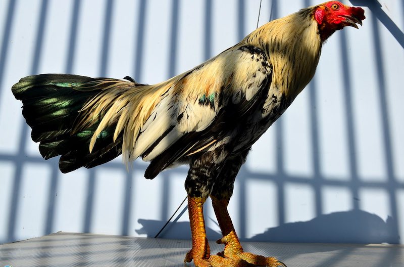 Các loại vảy án thiên, liên giáp và giáp vy đao trên chân gà chọi Việt Nam