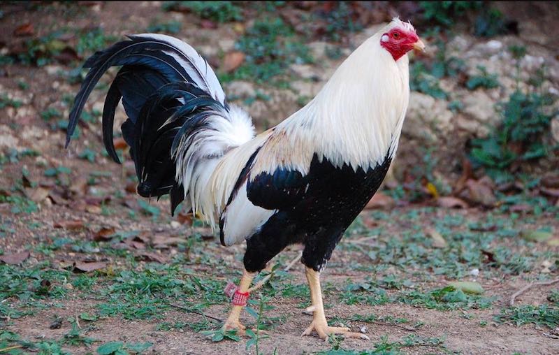 Dinh dưỡng khoa học để tăng sức bền và phát triển cơ thể